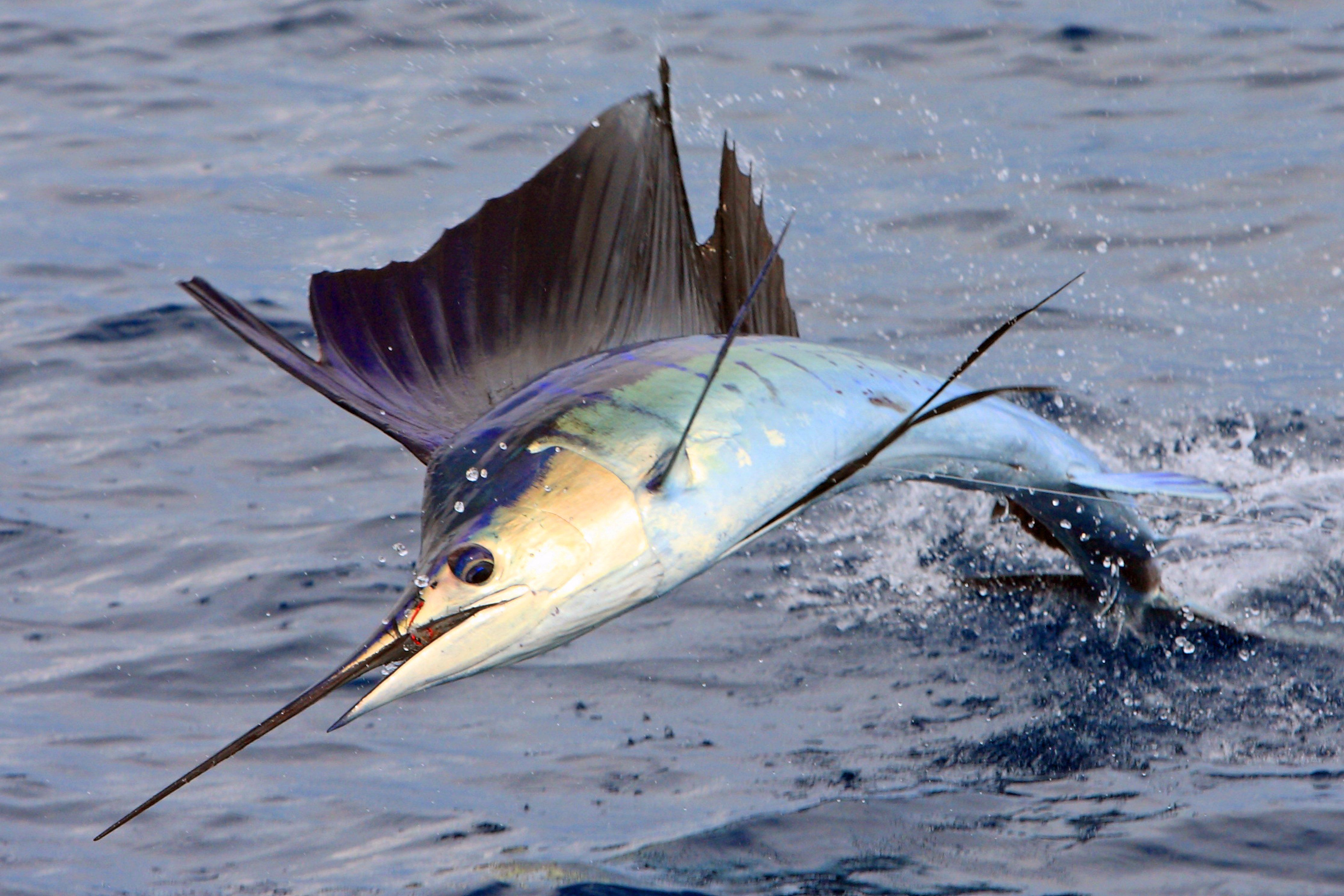 Sport Fish Wallpaper Top Background