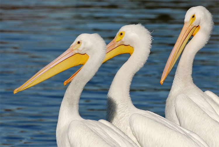 Pelicans Wallpaper Pictures Image Gallery