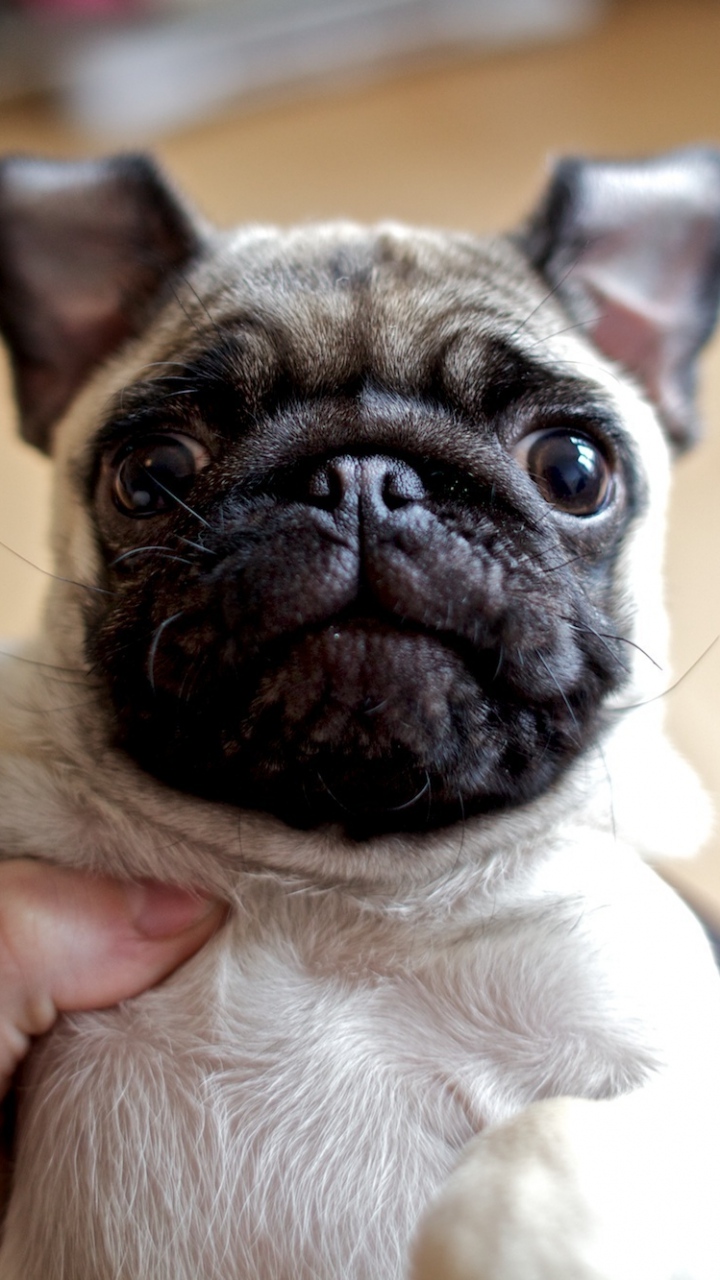 Wallpaper Dog Pug Face Eyes Baby Samsung Galaxy