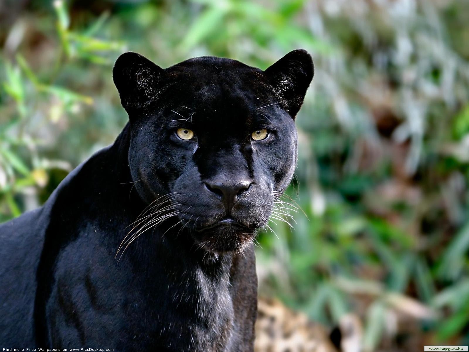Black Panther Wild Animals Desktop Wallpaper Picture