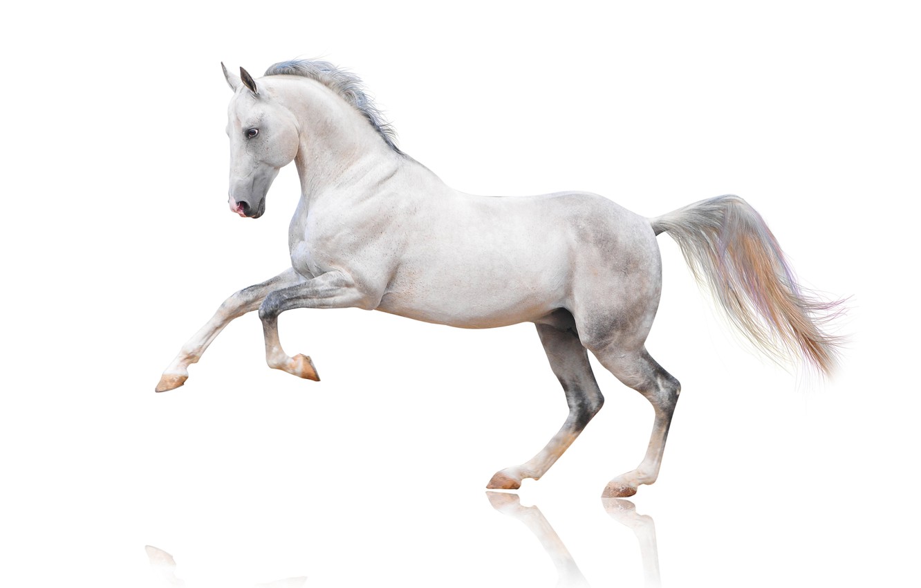 Wallpaper horse horse white background images for desktop