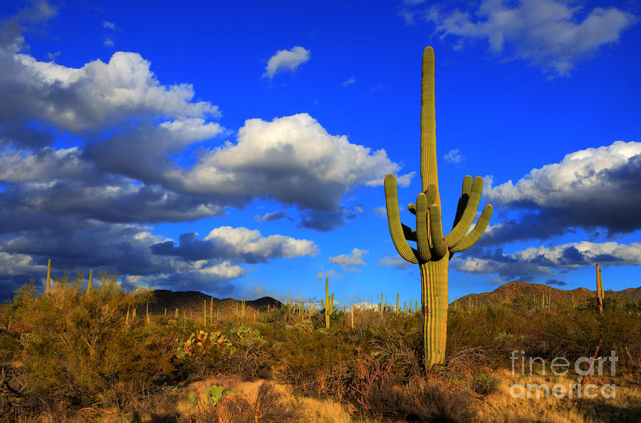 Arizona Photograph   Arizona Landscape 2 by Bob Christopher