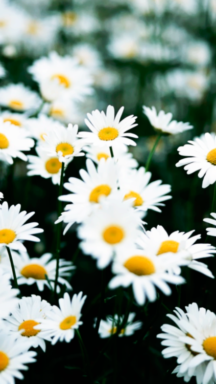 Daisy Flowers iPhone Wallpaper