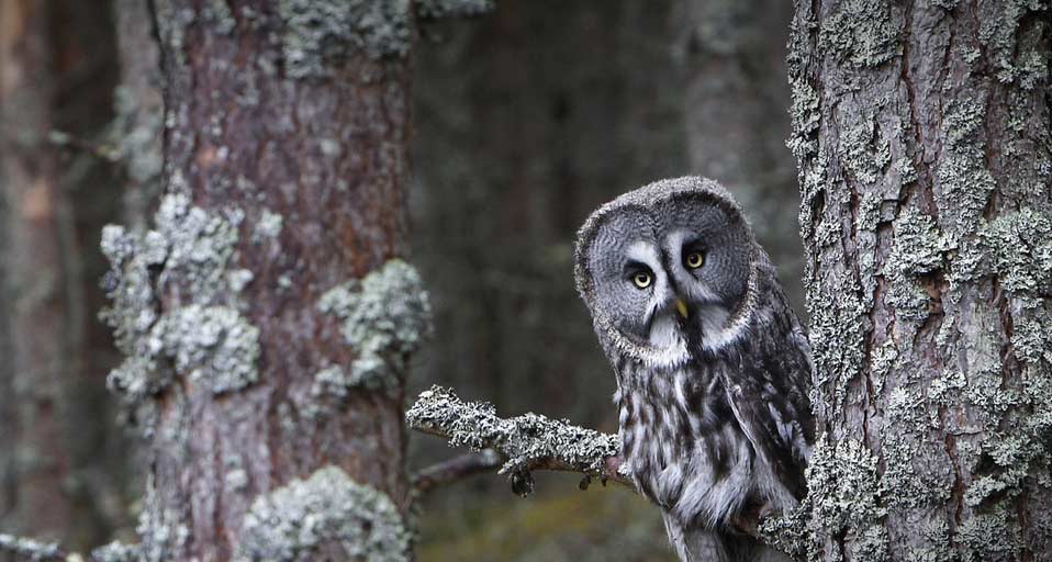 Great Grey Owl Chouette Lapone Morales Age