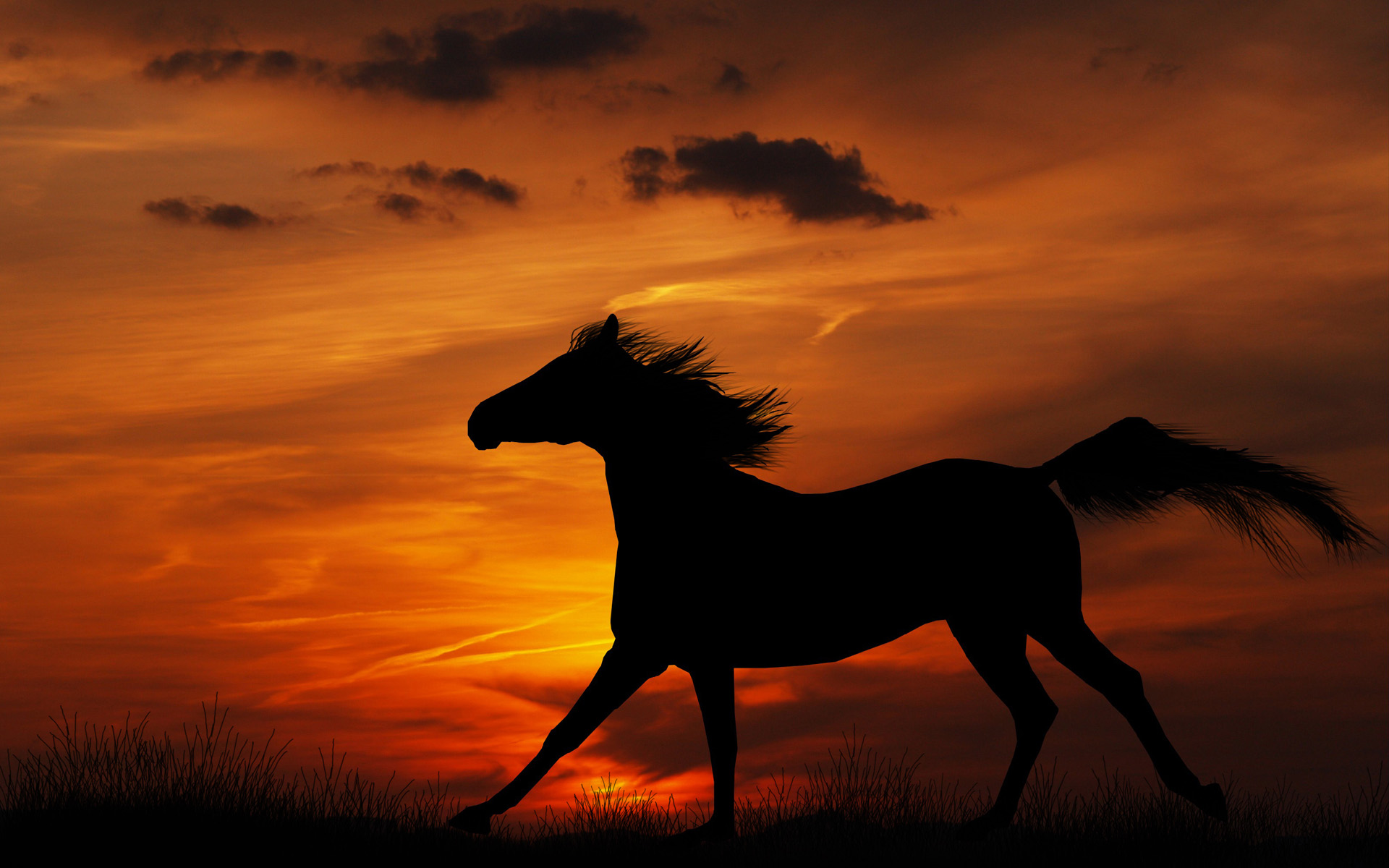 Sunset Horse Wallpaper Full HD Pictures