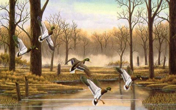 Ducks Birds Wallpaper