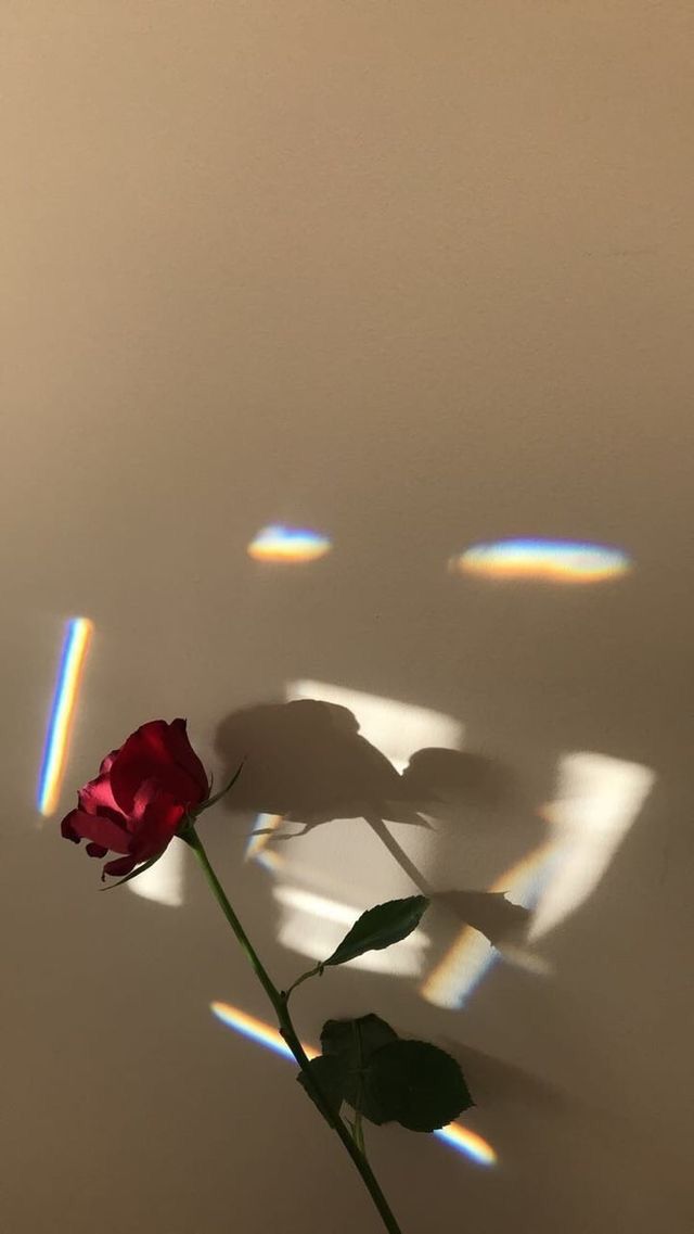 Simple And Aesthetic Rose Flower iPhone Phone Wallpaper With