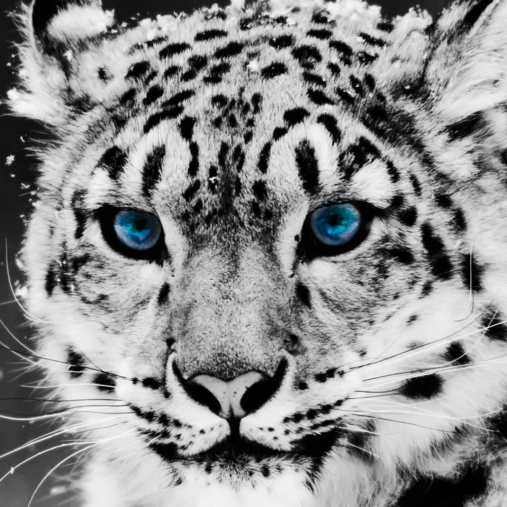 Snow Tiger iPad Wallpaper