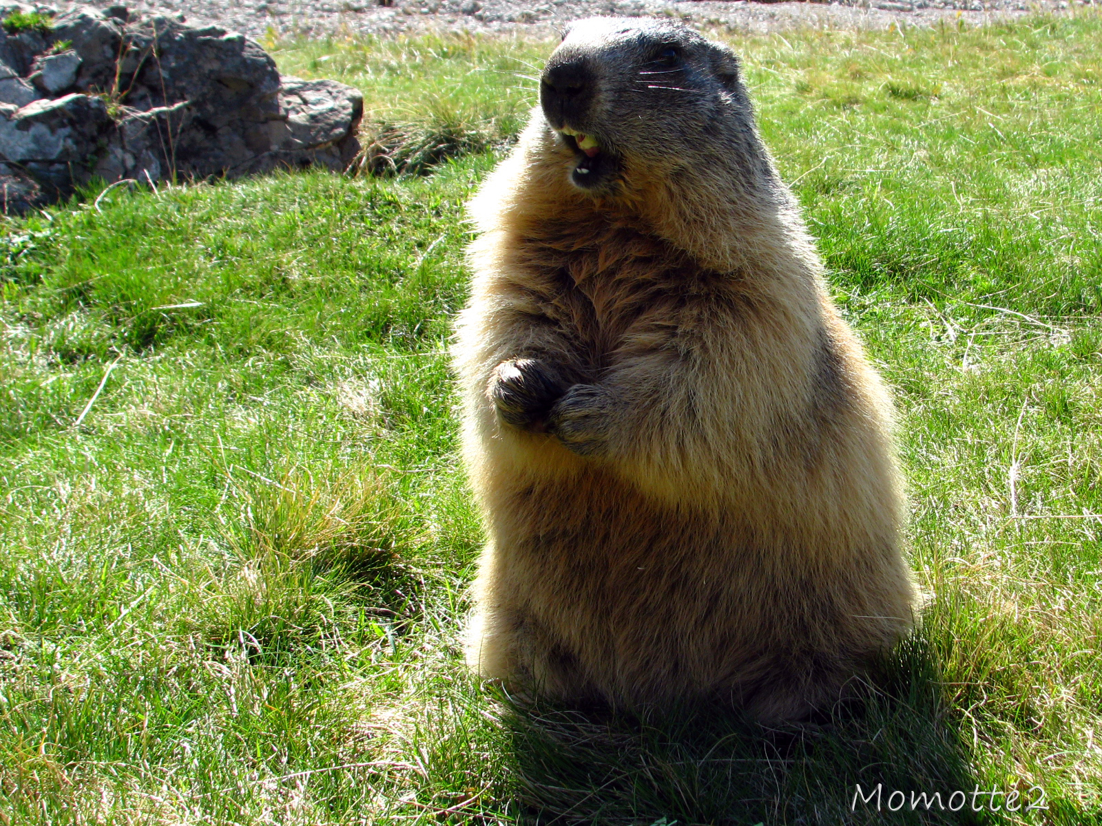 Displaying 8 Images For   Happy Groundhog Day Wallpaper