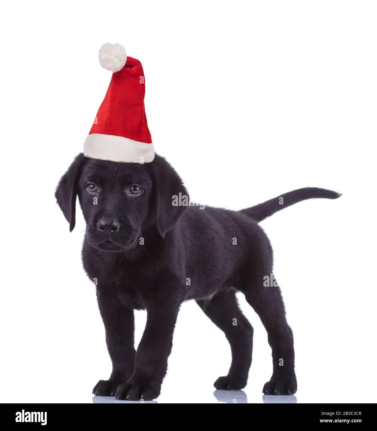 Cute Black Labrador Retriever Wearing Santa Claus Hat For