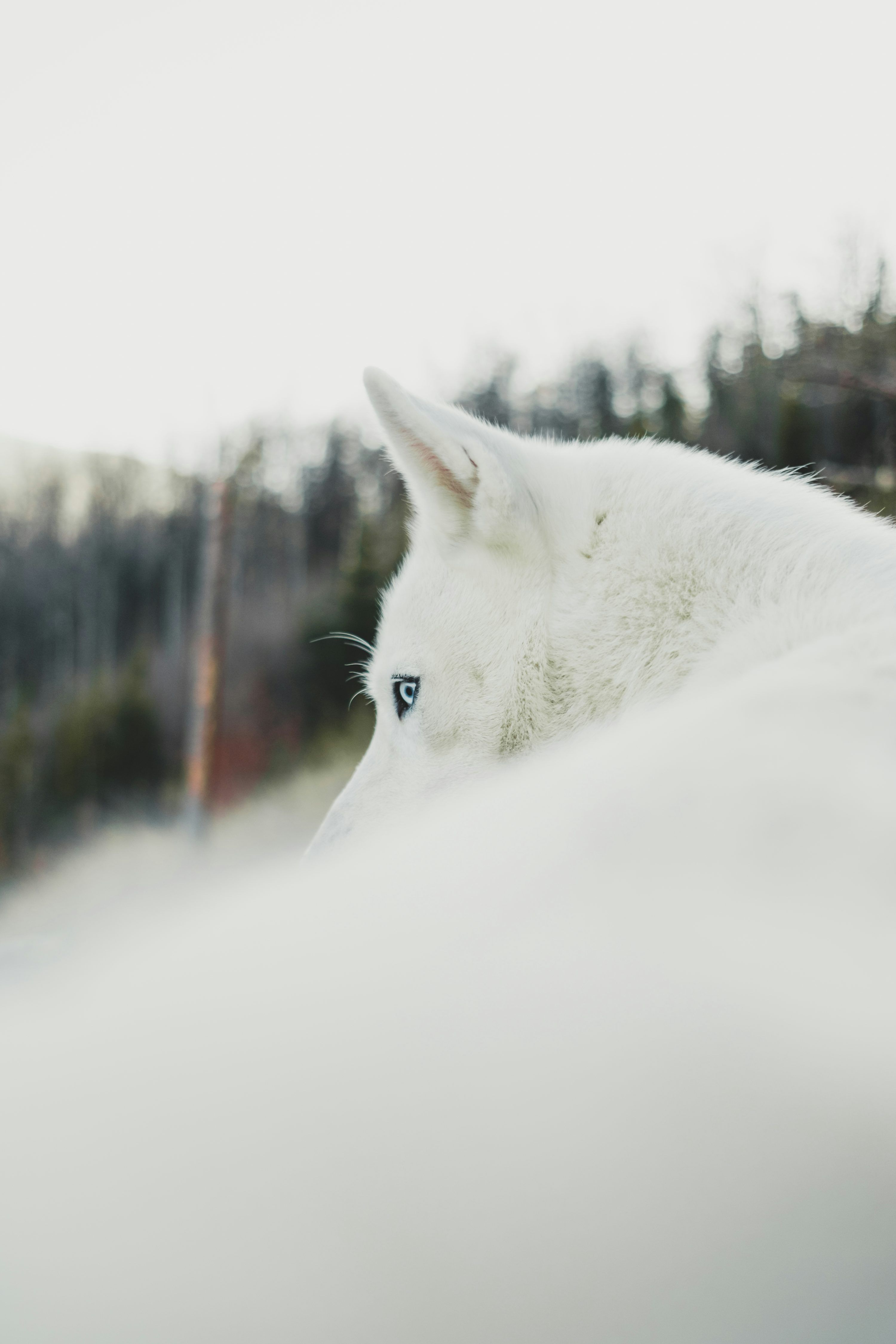Dog Aesthetic Wallpaper