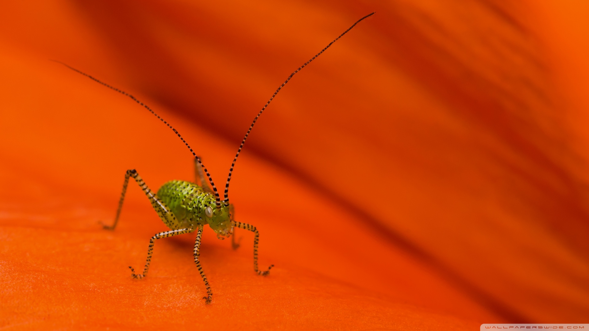 Striped Grasshopper Macro Wallpaper
