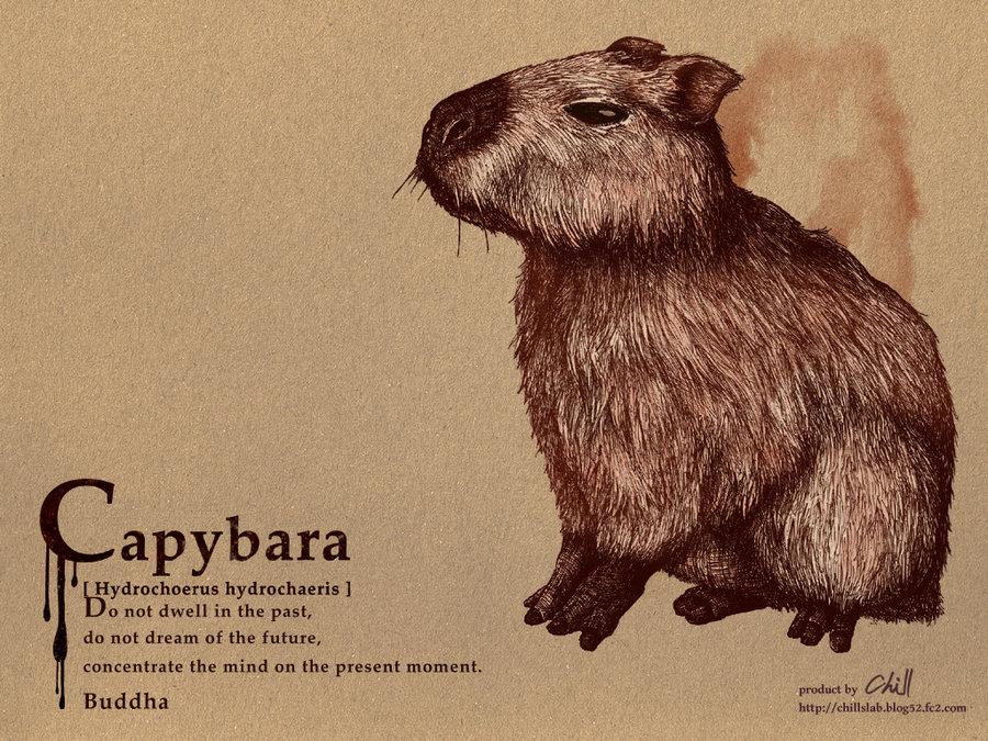 Vk Capybara Wallpaper Px 4usky