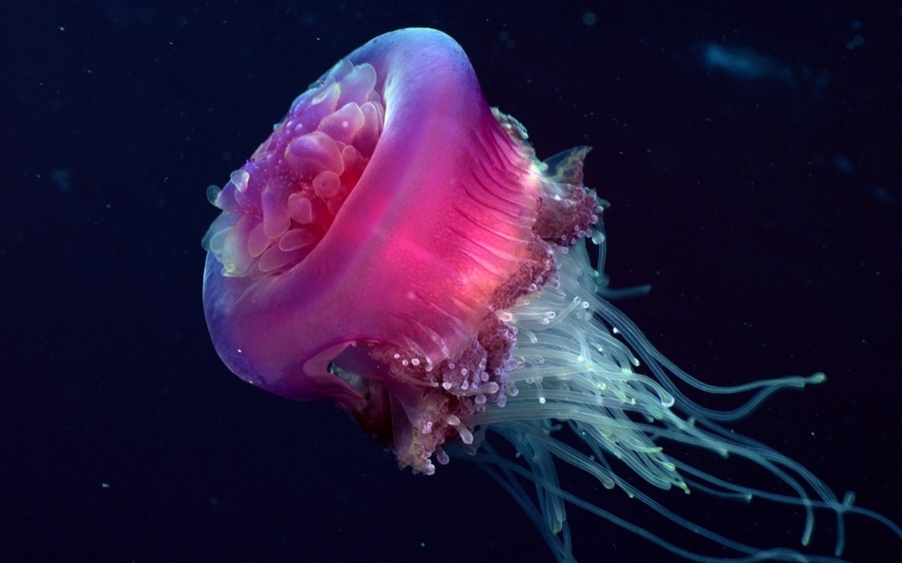 Jellyfish Wallpaper Animals Library