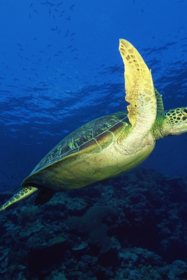 Sea Turtle iPhone Wallpaper