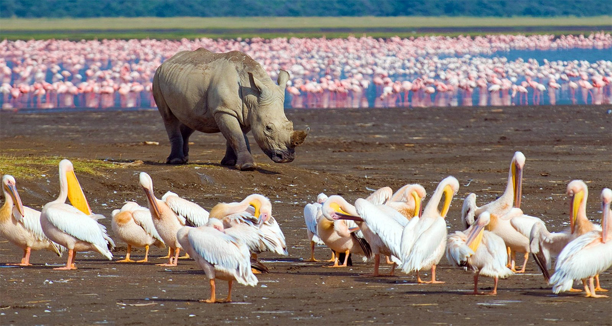 Rhino And Birds Lake Nakuru Earth Safari
