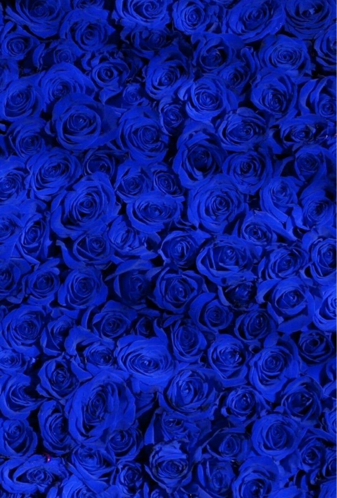 Dawson On True Blue Wallpaper