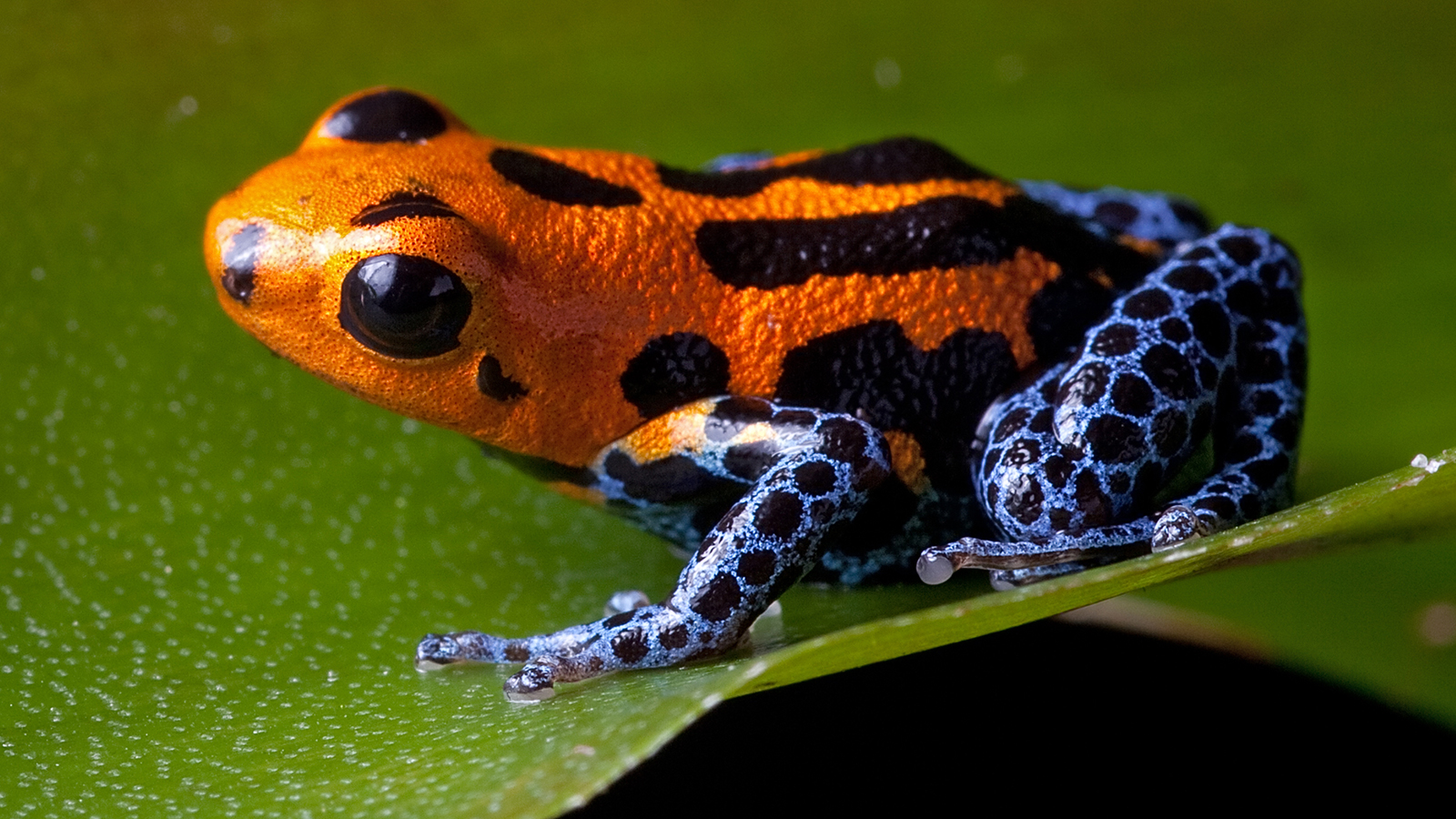 Colorful Frog Wallpaper Hd Wallpapers Download