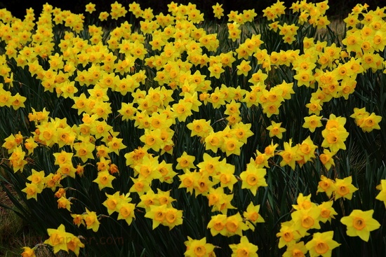 Field Of Daffodils Nature Wallpaper