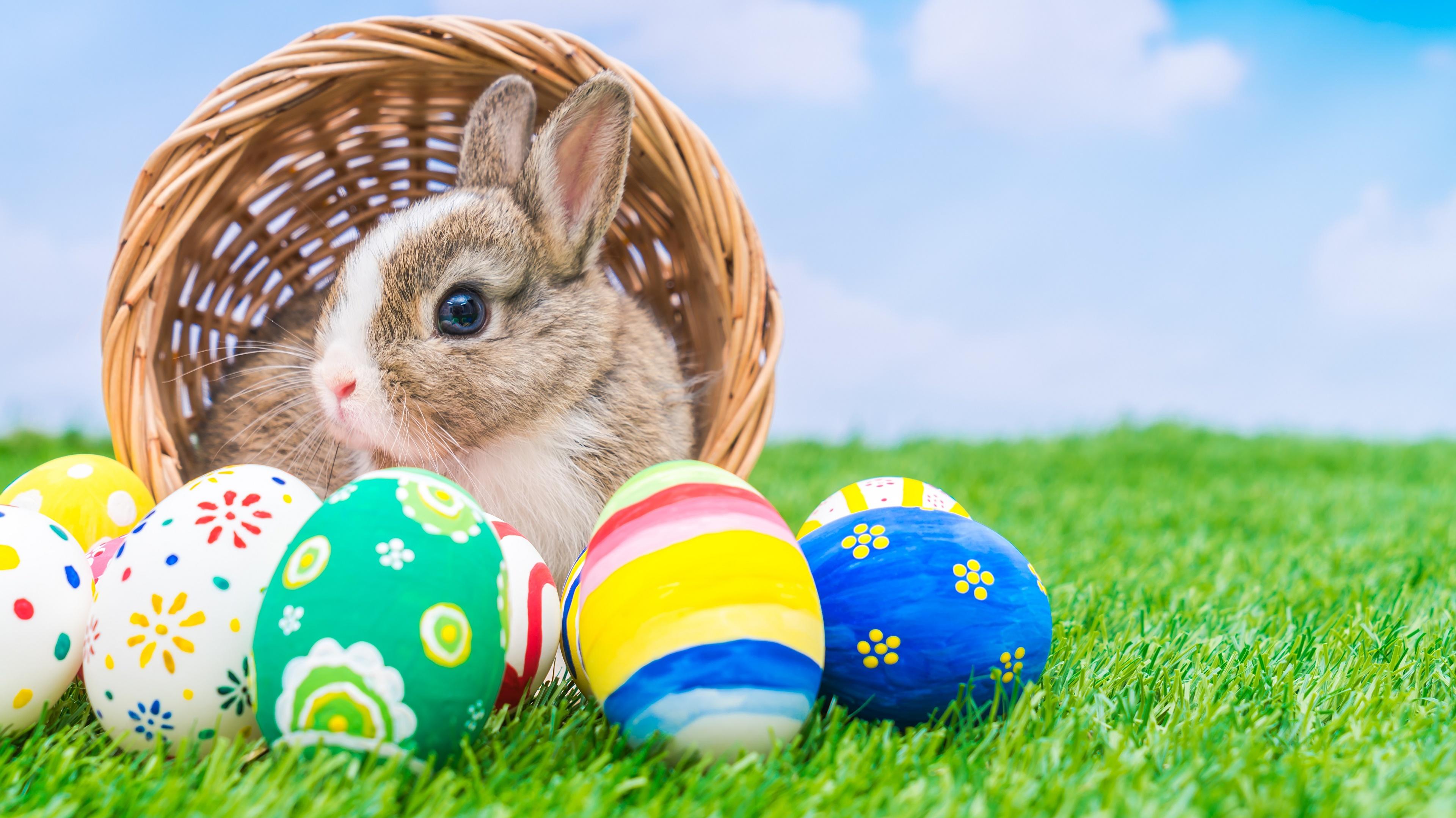 Wallpaper Easter Rabbits Eggs Grass Animals