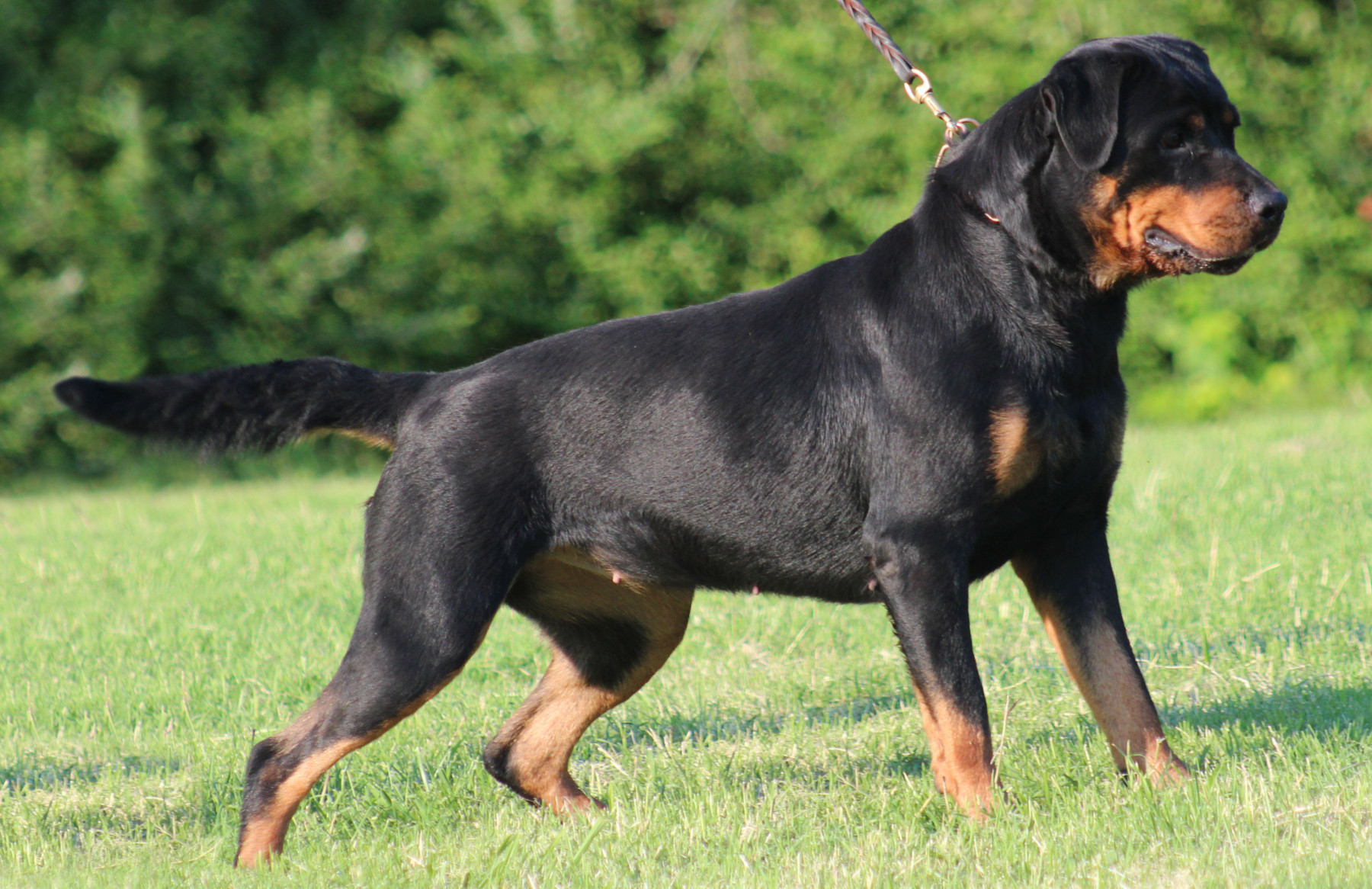 Rottweiler Animals File Size Kb Tags