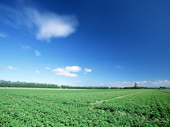 Country Field Blue Sky White Cloud Perfect Wallpaper