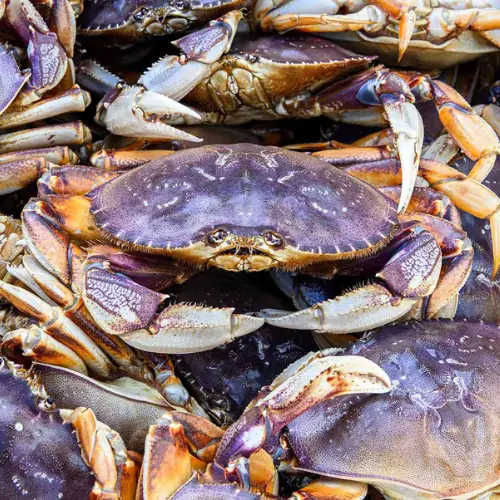 Dungeness Crabs Wallpaper