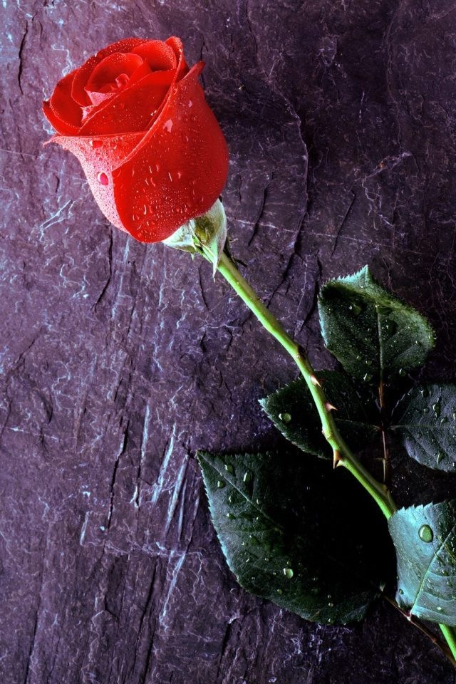 HD Love Roses Wallpaper