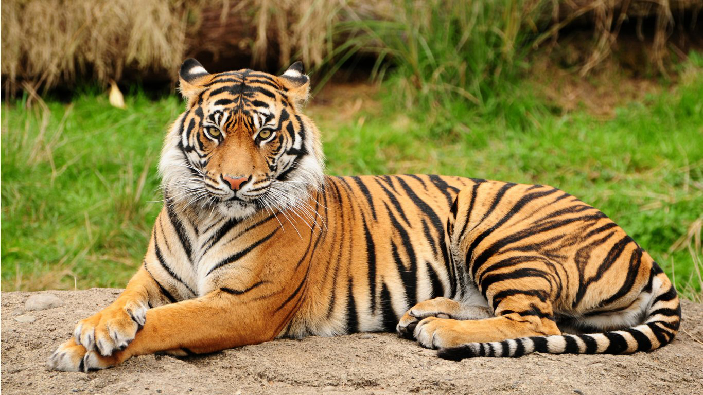 Royal Bengal Tiger Desibantu