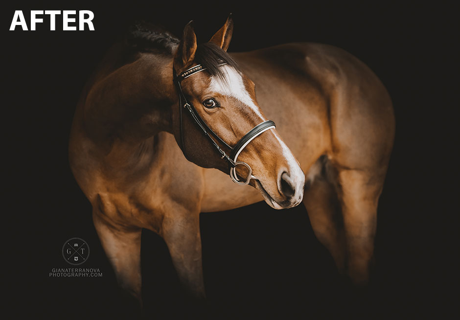 How To Black Background Equine Portraits Paperchases Petticoats