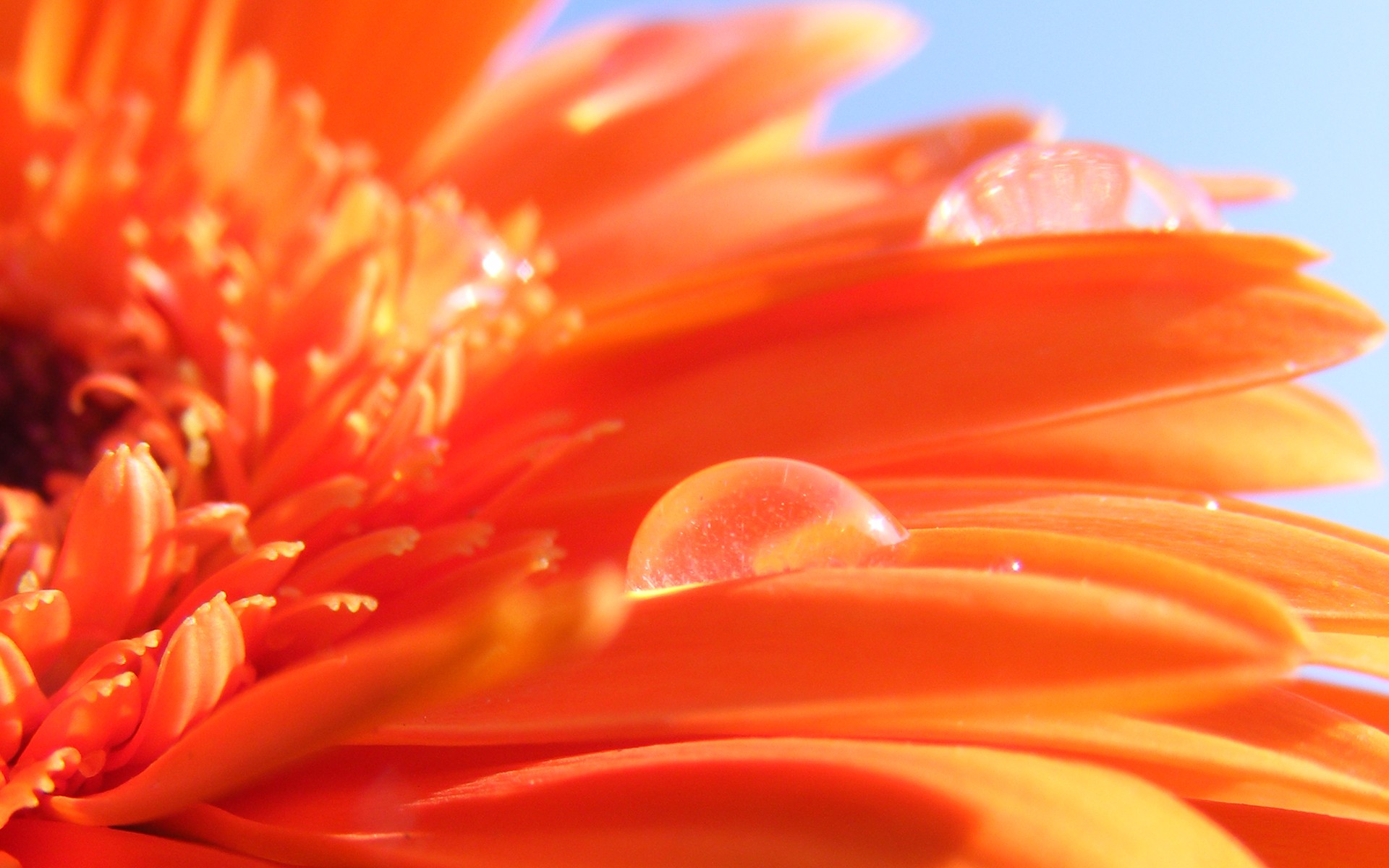 Desktop Orange Damask Wallpaper Dowload