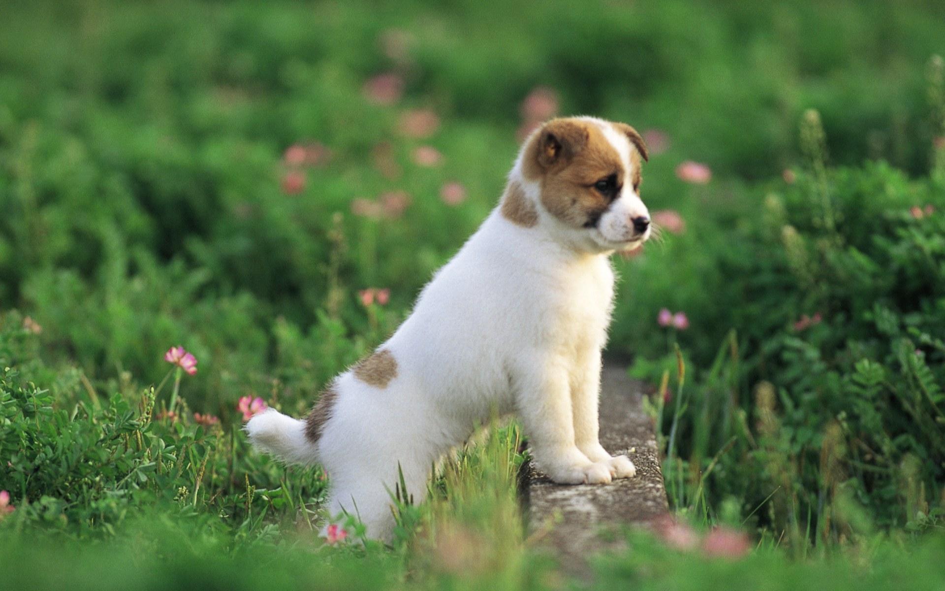 An adorable white and brown puppy explores a vibrant green meadow, its tiny paws perched on a low stone wall, gazing curiously at the world around it