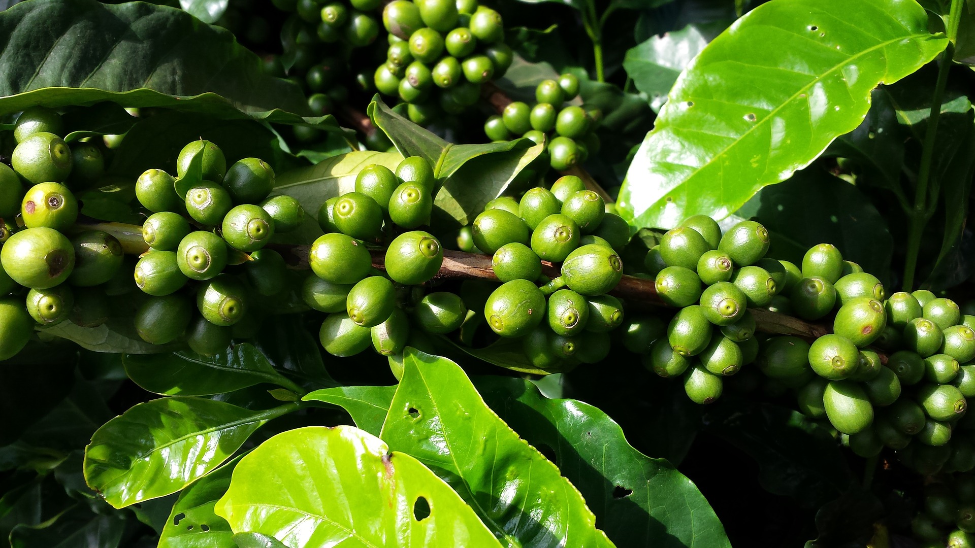 Column What We Know About Gmos And Specialty Coffee Daily