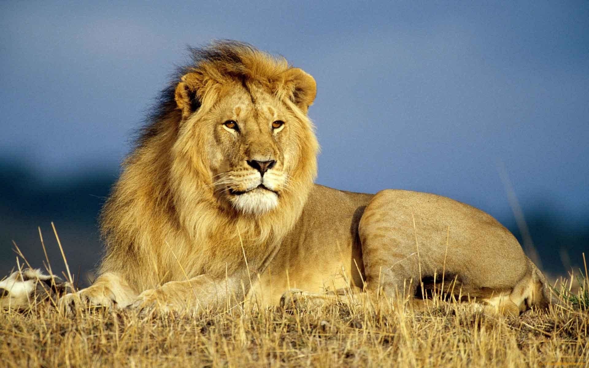 African Animals Wallpaper