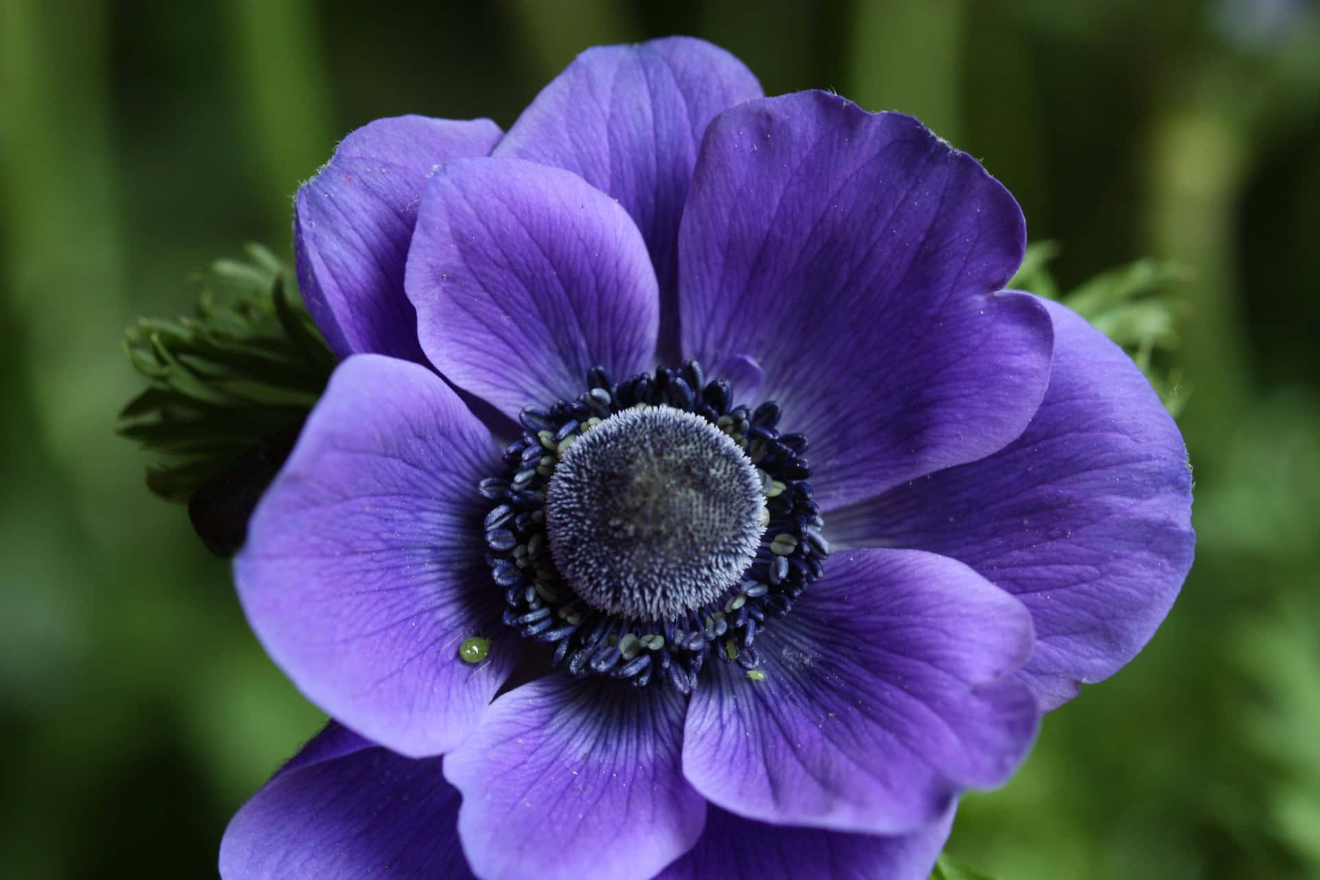 A Single Anemone Flower Surrounded By Its Delicate Petals Wallpaper