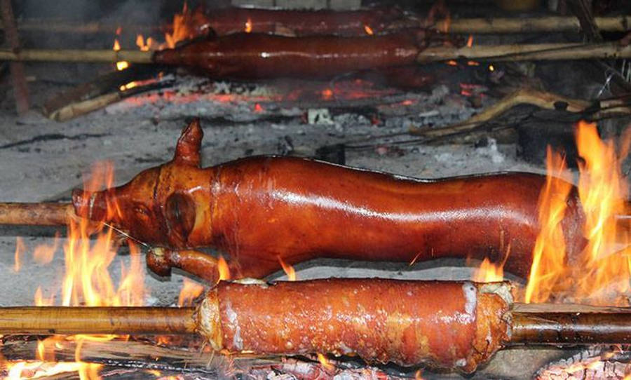 Lechon Baggrunde Wallpaper