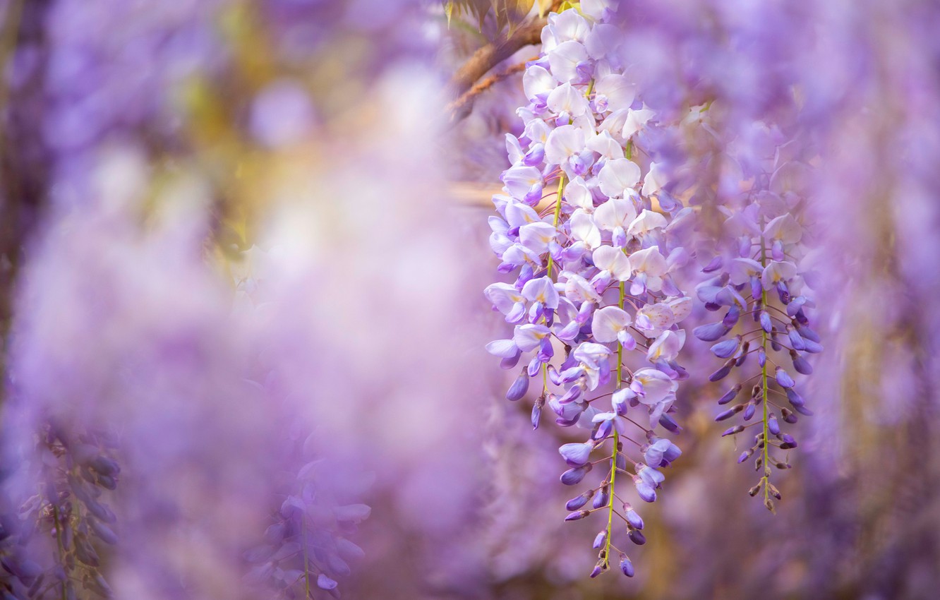 Wallpaper Flowers Background Spring Flowering Lilac Wisteria