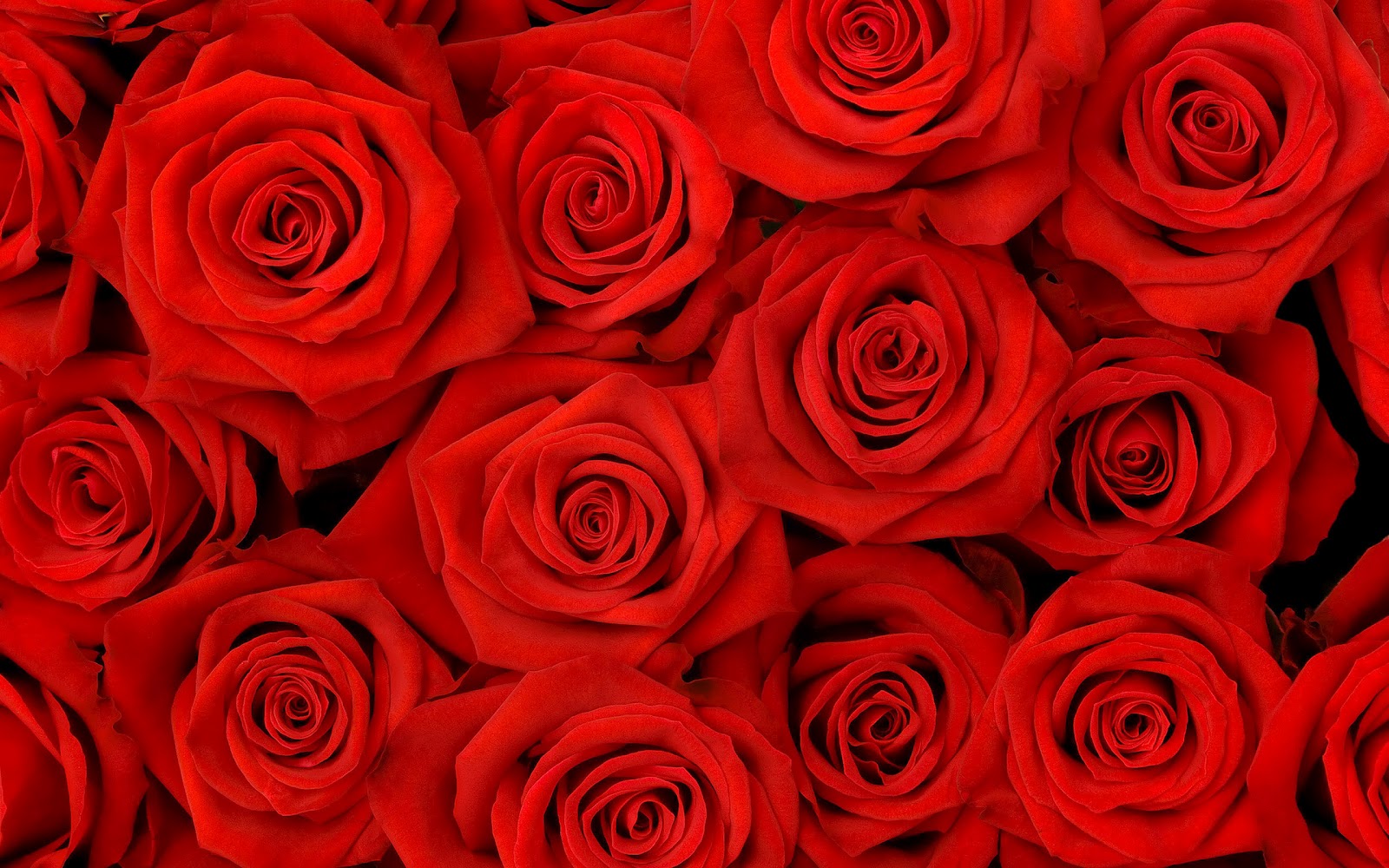 Red Roses HD Wallpaper In