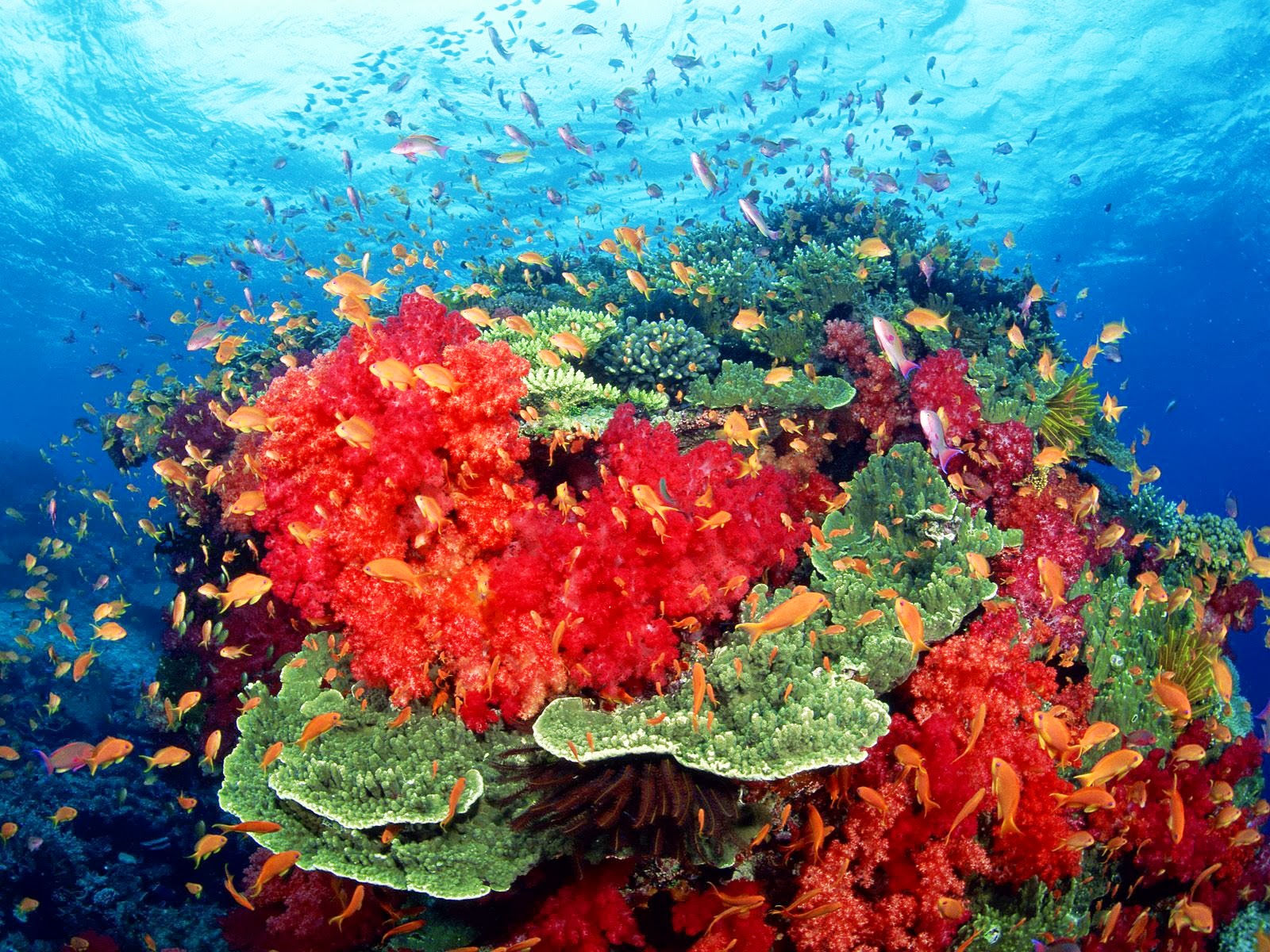 For Colorful Coral Reefs Displaying Image