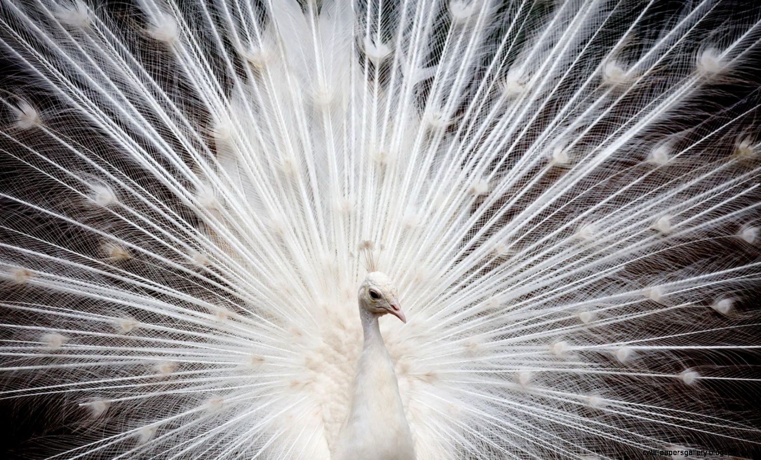 White Peacock Feather Wallpaper Gallery