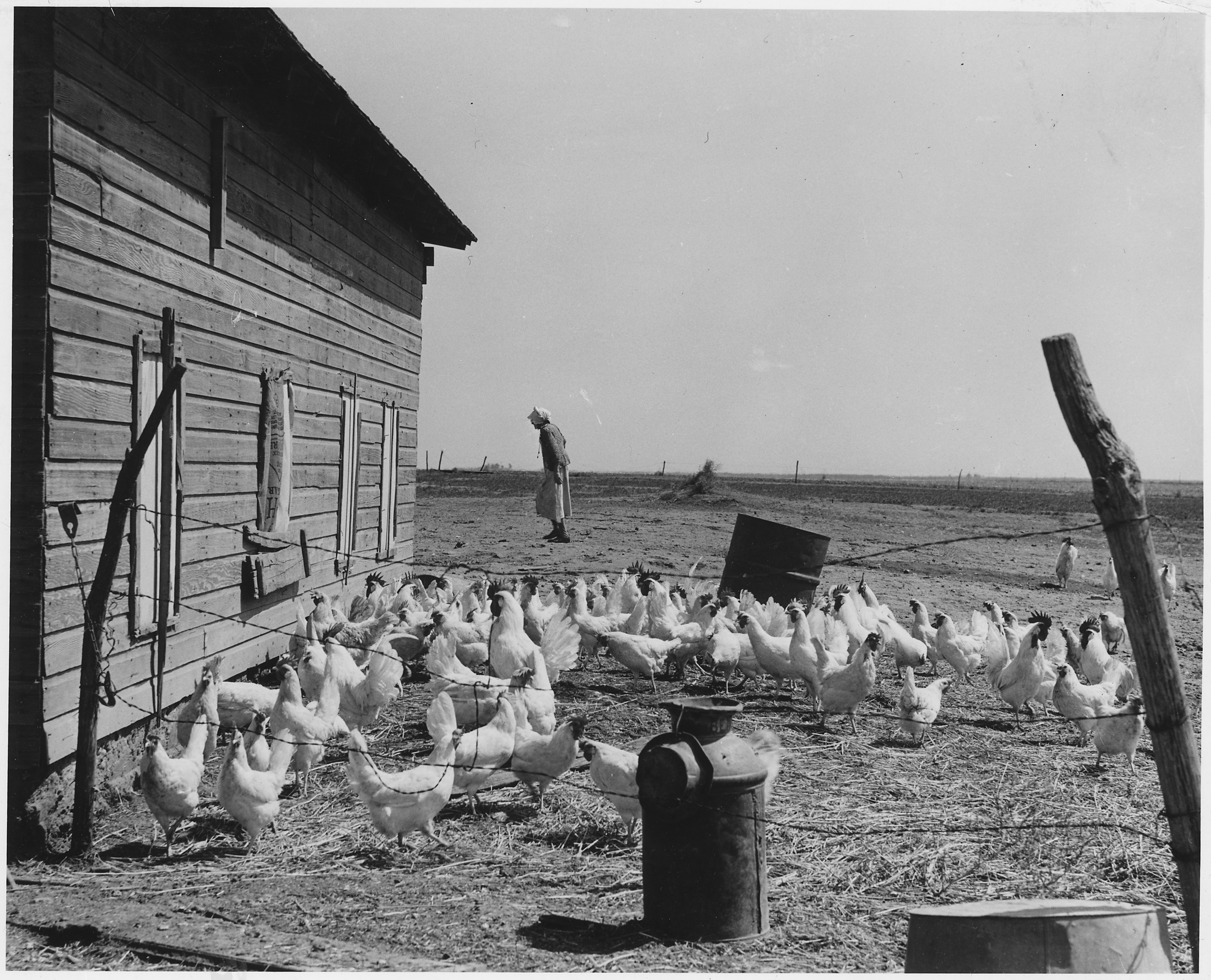 File Haskell County Kansas Miscellaneous Scenes Chicken Yard