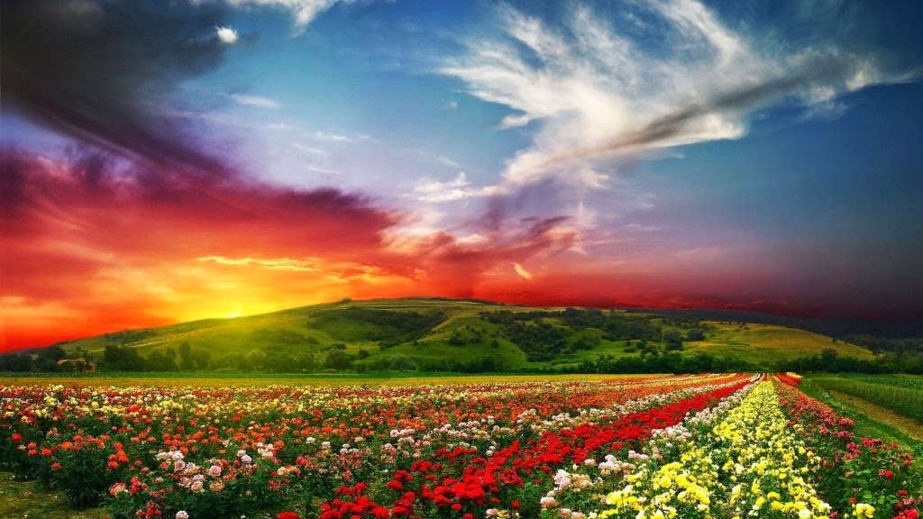 Most Beautiful Flower Wallpaper World Refreshrose Spot