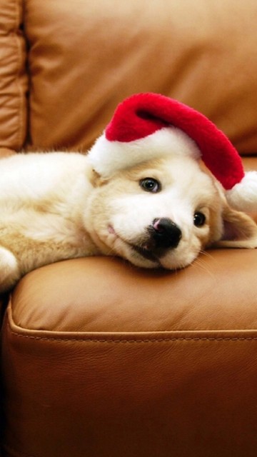 Christmas 20puppy 20android 20wallpaper Jpg