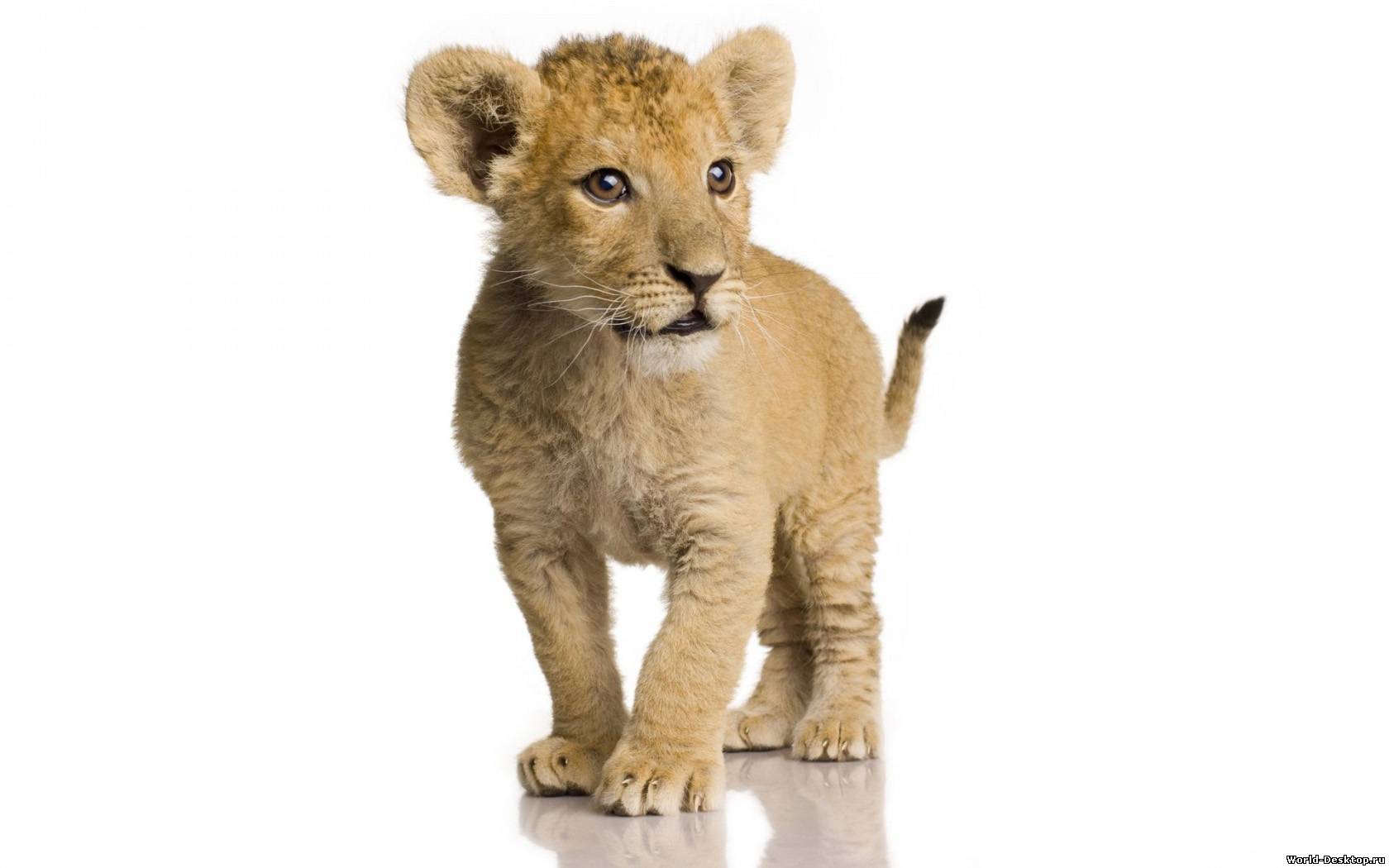 Wallpaper Young Lion Photo On White Background Lions