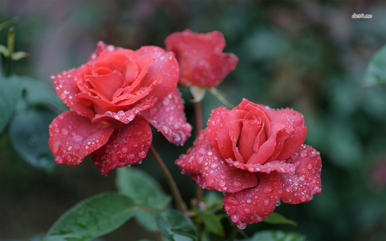 Red roses with water drops wallpaper   Flower wallpapers   32959