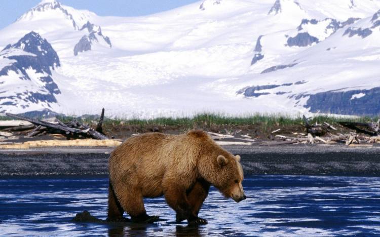 Grizzly Bear Cool And Cute HD Wallpaper