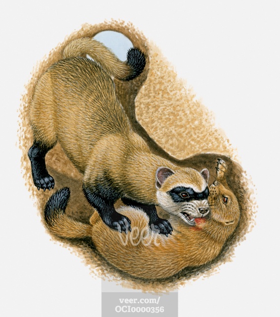 Illustration Of Black Footed Ferret Killing Prairie Dog In It S Burrow