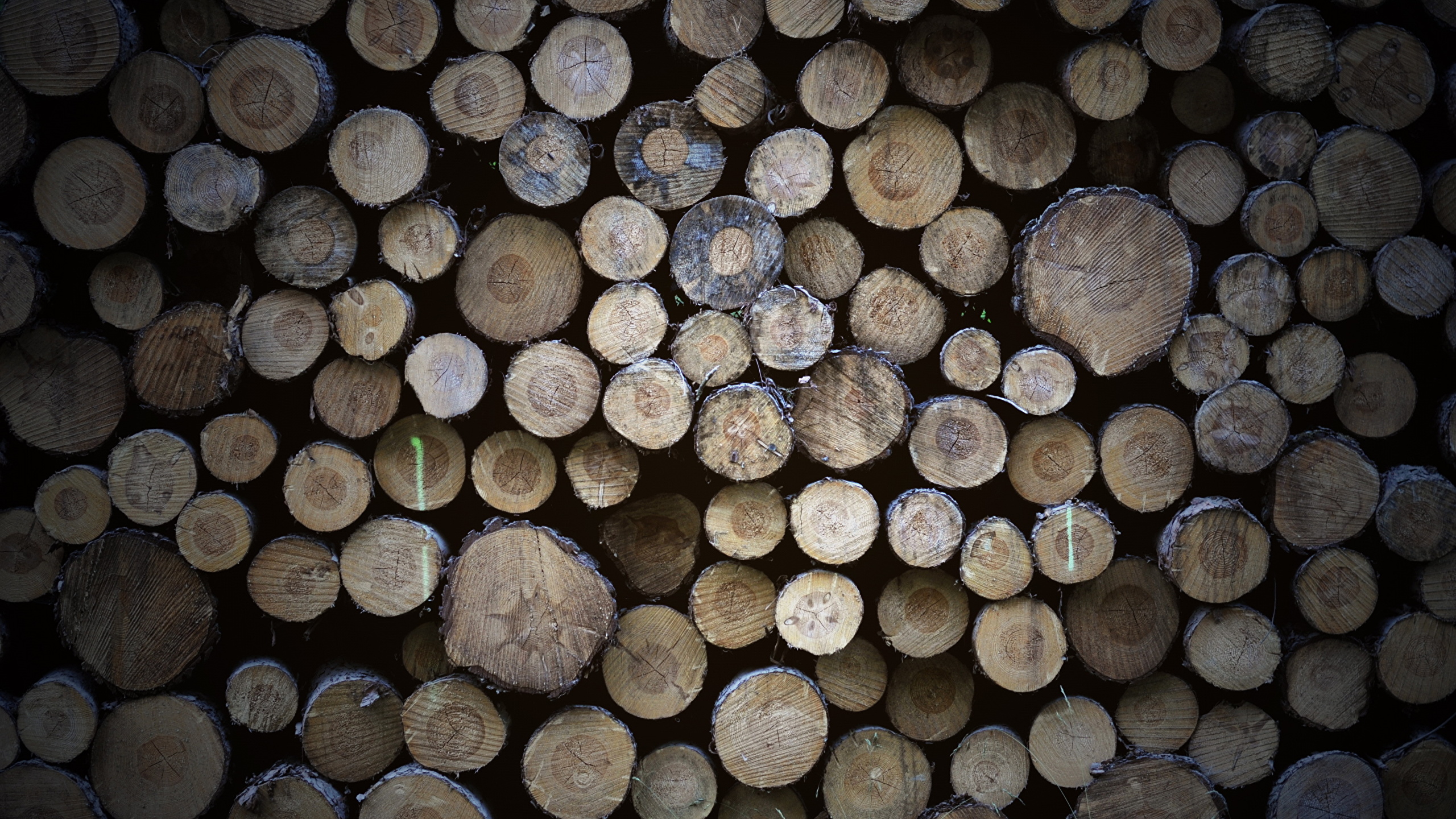 Photo Wood Log Texture Wooden