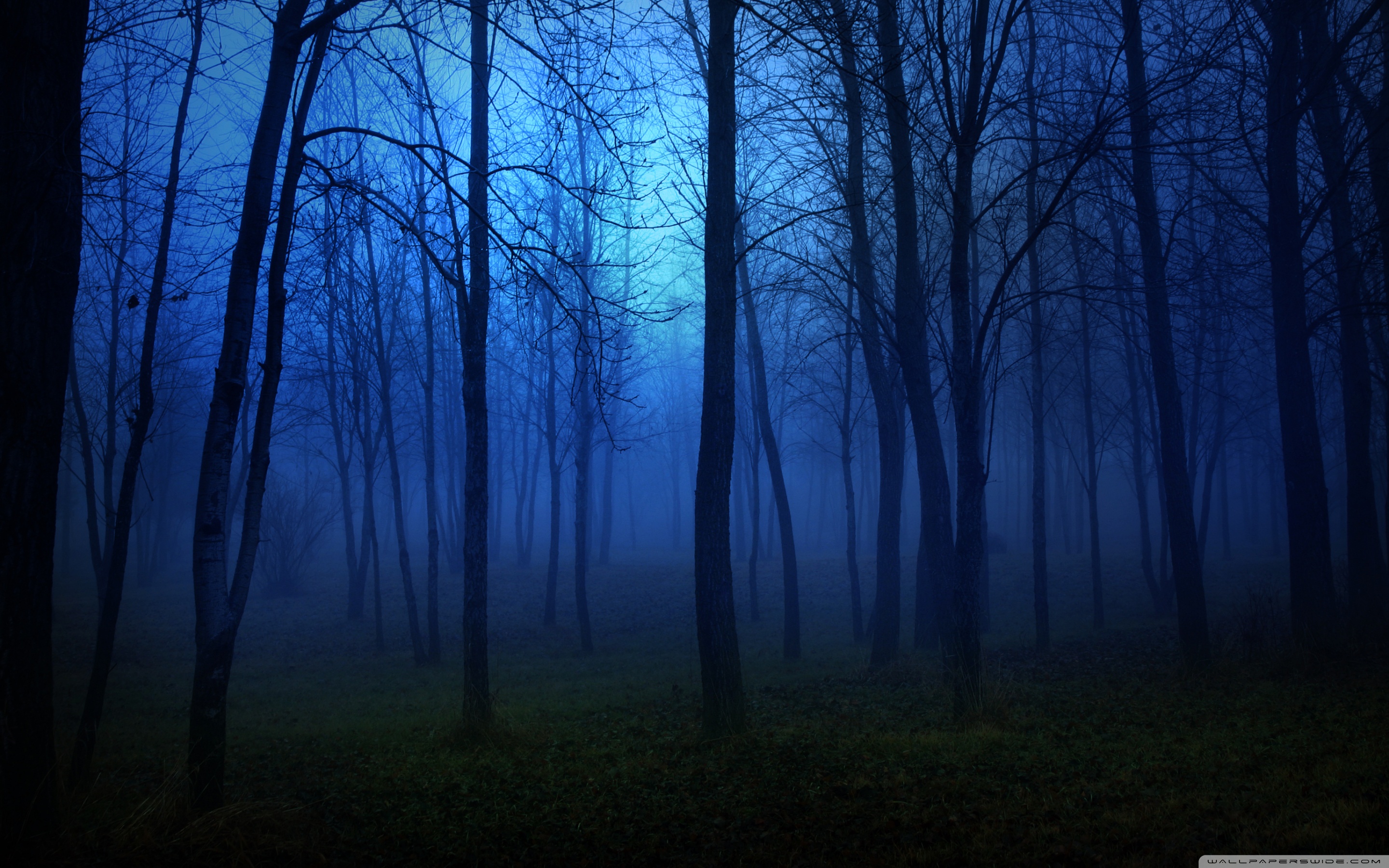 Night In The Forest 4k HD Desktop Wallpaper For Dual Monitor