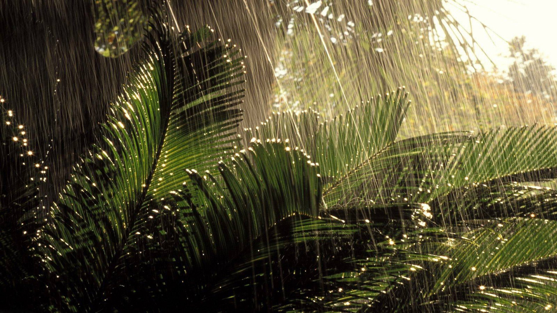Rainy Nature HD Wallpaper